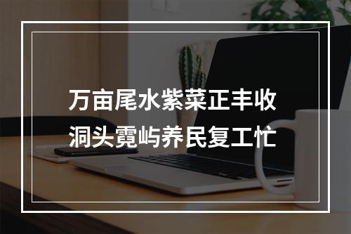 万亩尾水紫菜正丰收 洞头霓屿养民复工忙