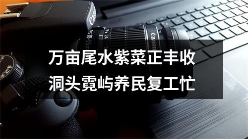 万亩尾水紫菜正丰收 洞头霓屿养民复工忙
