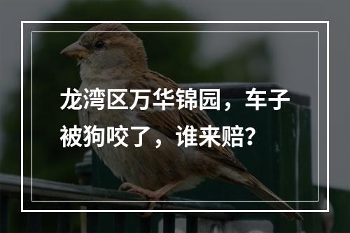 龙湾区万华锦园，车子被狗咬了，谁来赔？