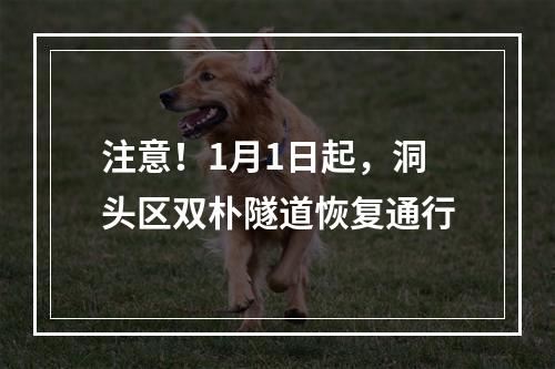注意！1月1日起，洞头区双朴隧道恢复通行