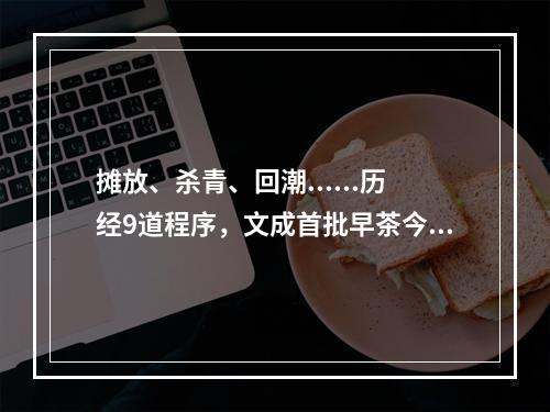 摊放、杀青、回潮......历经9道程序，文成首批早茶今日出炉
