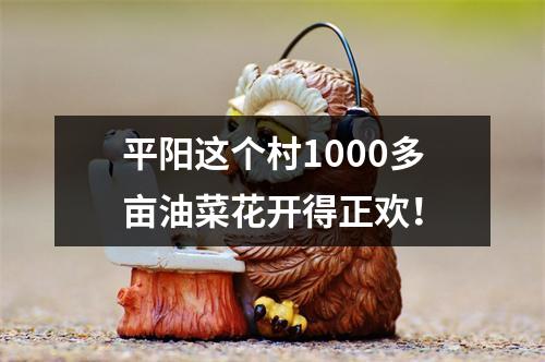 平阳这个村1000多亩油菜花开得正欢！