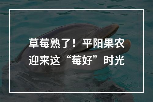 草莓熟了！平阳果农迎来这“莓好”时光