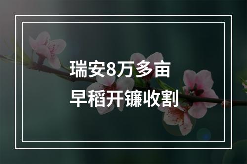 瑞安8万多亩早稻开镰收割