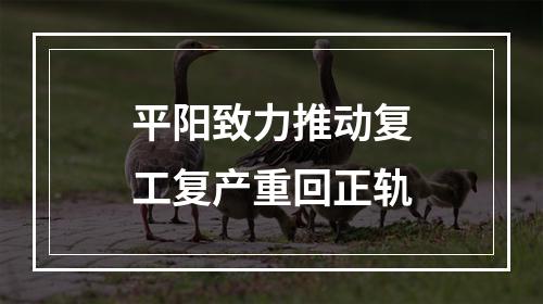 平阳致力推动复工复产重回正轨