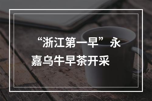 “浙江第一早”永嘉乌牛早茶开采