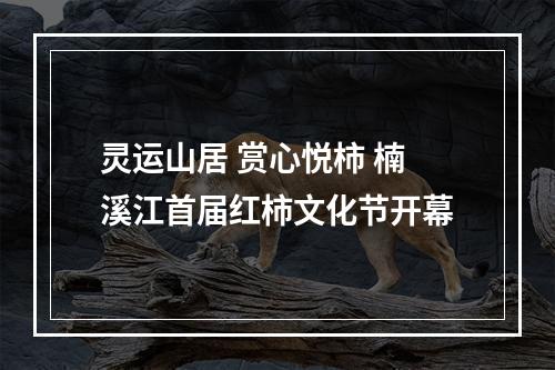 灵运山居 赏心悦柿 楠溪江首届红柿文化节开幕