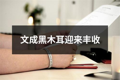 文成黑木耳迎来丰收