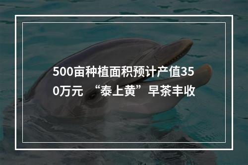 500亩种植面积预计产值350万元  “泰上黄”早茶丰收