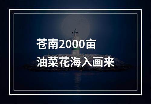 苍南2000亩油菜花海入画来
