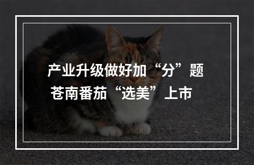 产业升级做好加“分”题  苍南番茄“选美”上市