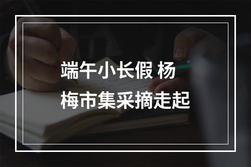 端午小长假 杨梅市集采摘走起