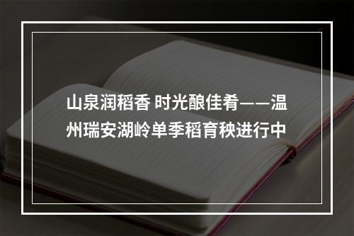 山泉润稻香 时光酿佳肴——温州瑞安湖岭单季稻育秧进行中