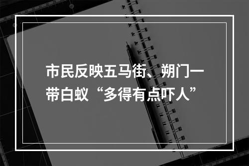 市民反映五马街、朔门一带白蚁“多得有点吓人”