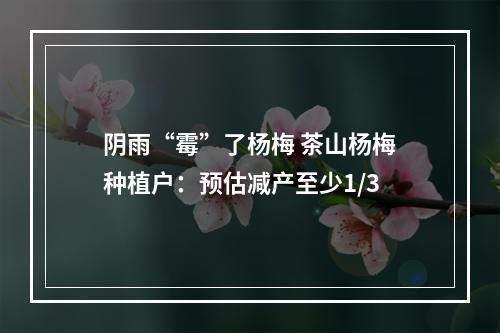阴雨“霉”了杨梅 茶山杨梅种植户：预估减产至少1/3