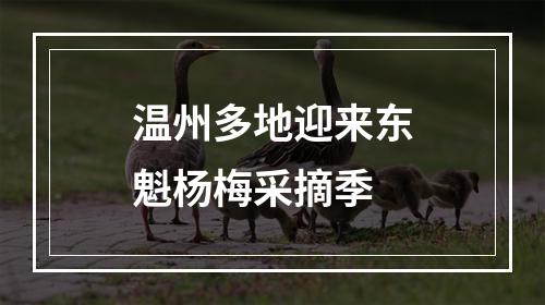 温州多地迎来东魁杨梅采摘季