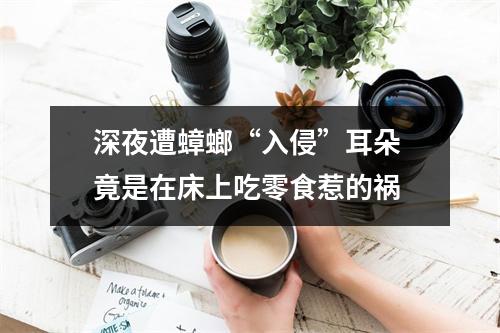 深夜遭蟑螂“入侵”耳朵 竟是在床上吃零食惹的祸
