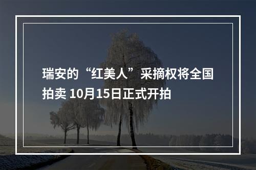 瑞安的“红美人”采摘权将全国拍卖 10月15日正式开拍