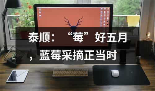 泰顺：“莓”好五月，蓝莓采摘正当时