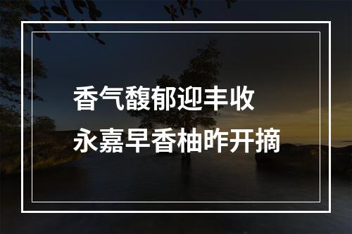 香气馥郁迎丰收 永嘉早香柚昨开摘