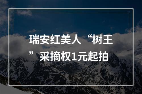 瑞安红美人“树王”采摘权1元起拍