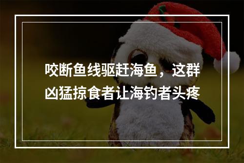 咬断鱼线驱赶海鱼，这群凶猛掠食者让海钓者头疼