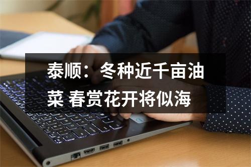 泰顺：冬种近千亩油菜 春赏花开将似海