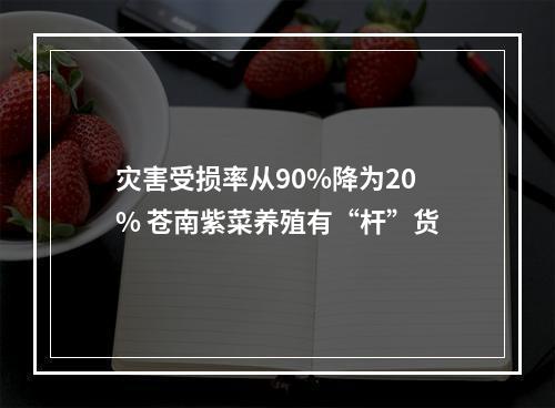 灾害受损率从90%降为20% 苍南紫菜养殖有“杆”货