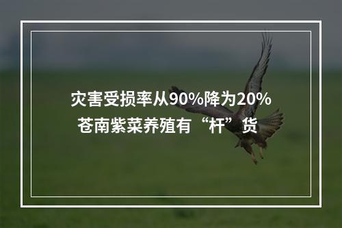 灾害受损率从90%降为20%  苍南紫菜养殖有“杆”货