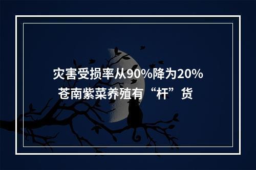 灾害受损率从90%降为20%  苍南紫菜养殖有“杆”货