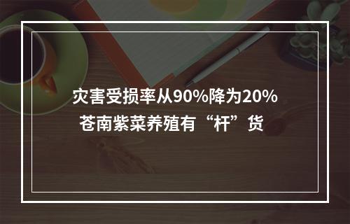 灾害受损率从90%降为20%  苍南紫菜养殖有“杆”货