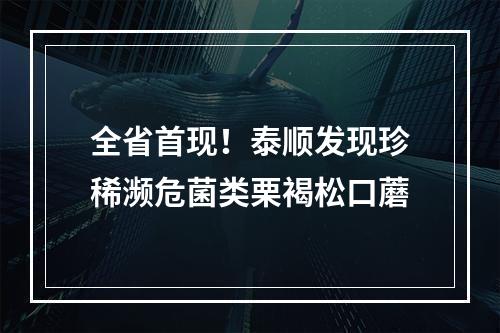 全省首现！泰顺发现珍稀濒危菌类栗褐松口蘑