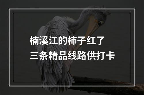 楠溪江的柿子红了  三条精品线路供打卡