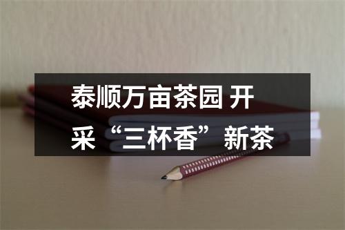 泰顺万亩茶园 开采“三杯香”新茶