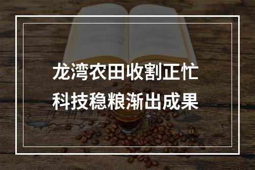 龙湾农田收割正忙 科技稳粮渐出成果
