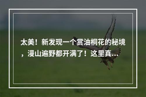 太美！新发现一个赏油桐花的秘境，漫山遍野都开满了！这里真的被藏得太好了！