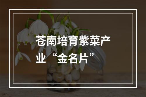 苍南培育紫菜产业“金名片”