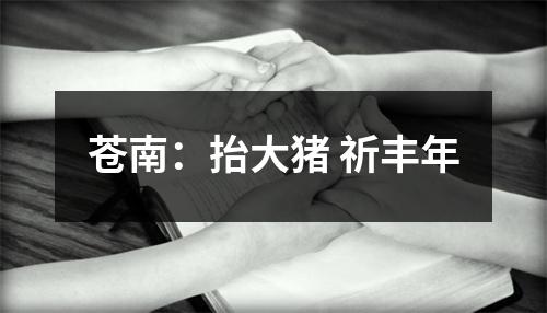 苍南：抬大猪 祈丰年