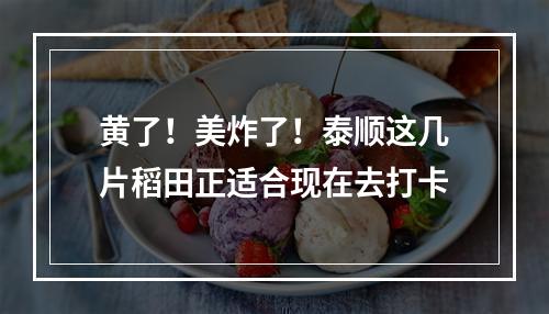 黄了！美炸了！泰顺这几片稻田正适合现在去打卡