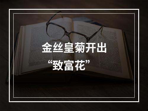 金丝皇菊开出“致富花”