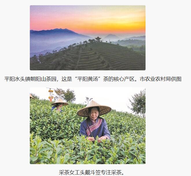 正月喝一杯温州早茶 首届中国（温州）早春茶大会周六举行